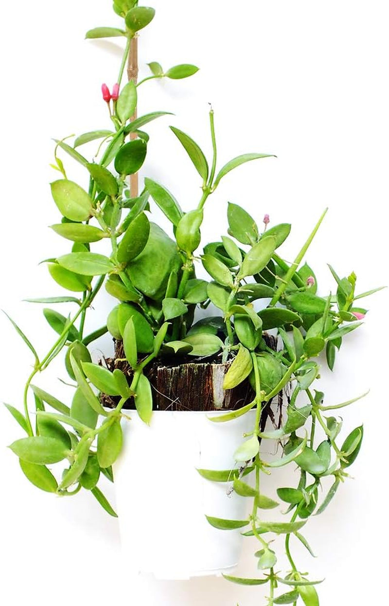 Pllieay 20-Pack 1.33' x 16" Natural Bamboo Garden Stakes for Indoor and Outdoor Plant Support, Ideal for Potted Tomato Plants