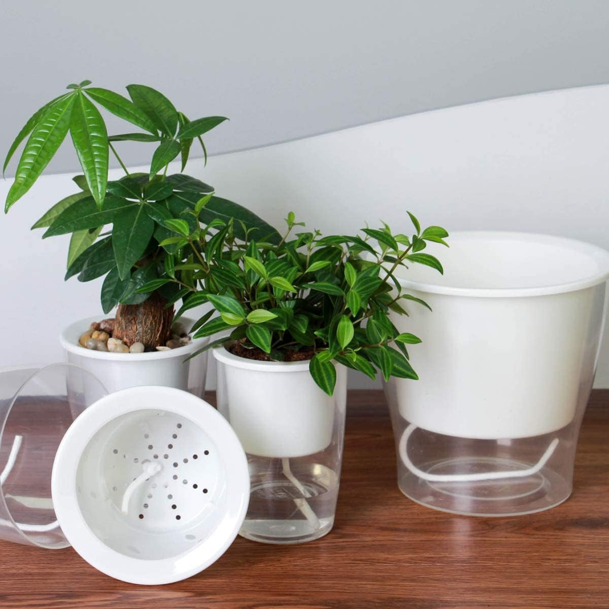 Transform your indoor jungle with our 3-Pack of 7" Clear Self-Watering Planters! Perfect for African Violets, Herbs, Orchids, and more! 🌱✨ #IndoorGardening #PlantLove