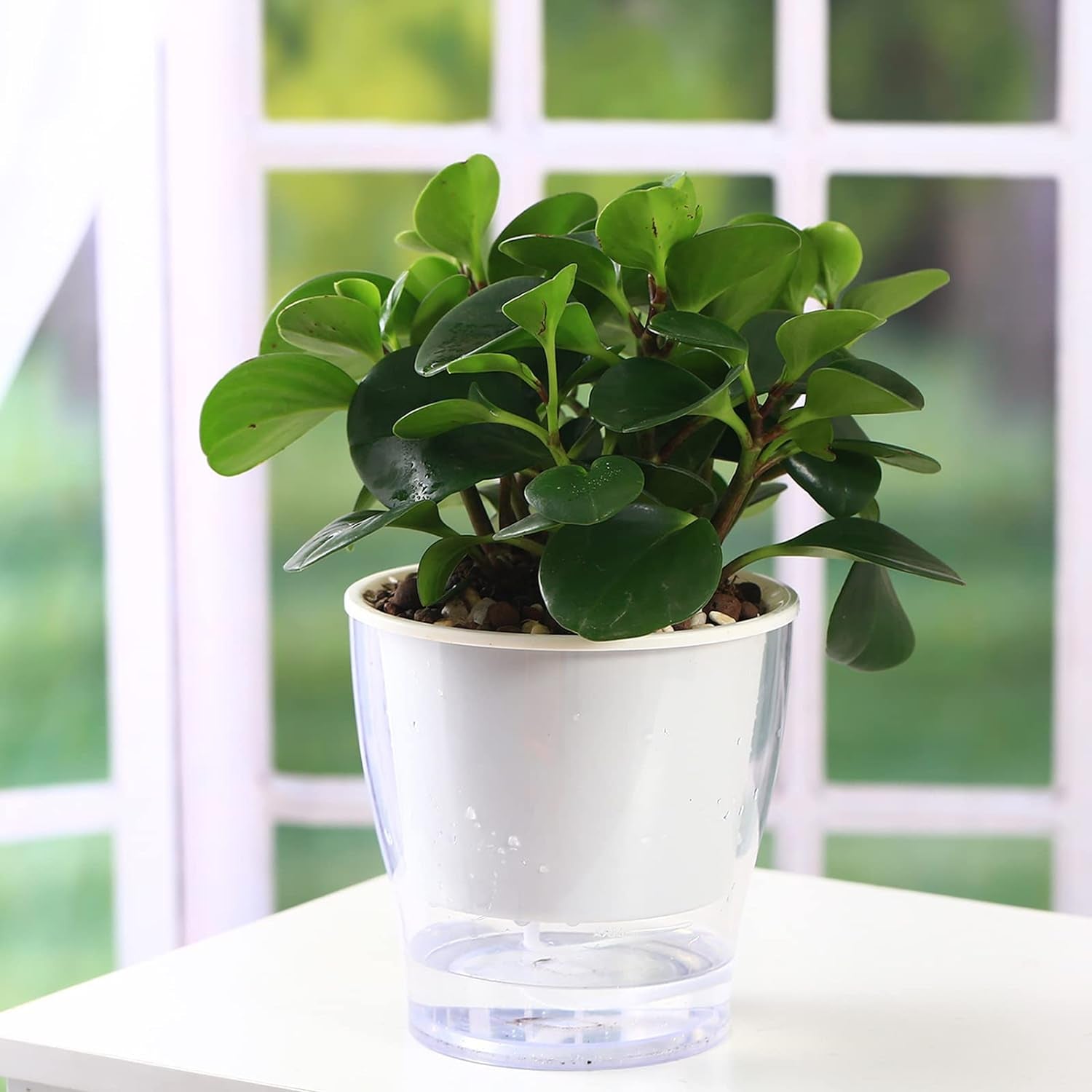 Transform your indoor jungle with our 3-Pack of 7" Clear Self-Watering Planters! Perfect for African Violets, Herbs, Orchids, and more! 🌱✨ #IndoorGardening #PlantLove