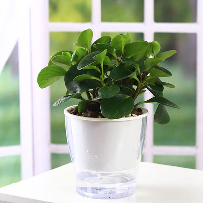 Transform your indoor jungle with our 3-Pack of 7" Clear Self-Watering Planters! Perfect for African Violets, Herbs, Orchids, and more! 🌱✨ #IndoorGardening #PlantLove